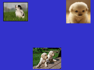 klicke hier, um die Datei herunterzuladen Hundebabys