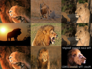 klicke hier, um die Datei herunterzuladen lionsleepstonight