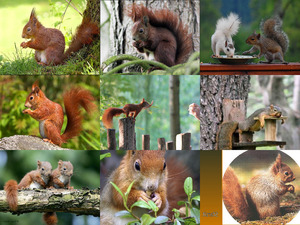 klicke hier, um die Datei herunterzuladen Bilder von Eichhörnchen
