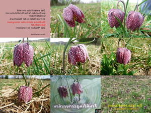 Schachbrettblume 1 pps 9 86