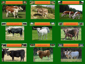 Rinderrassen aus der ganzen Welt Teil 1