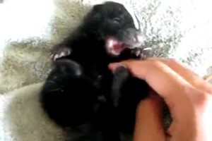skunsa