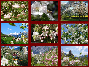 klicke hier, um die Datei herunterzuladen Obstblüten