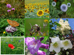 klicke hier, um die Datei herunterzuladen Bilder-Galerie vom 11072013 Blumen und Wiesen