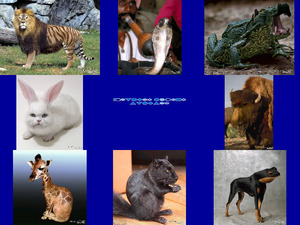 Animal Adultery - Fotomontagen