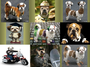 klicke hier, um die Datei herunterzuladen Doggy Style - Hunde