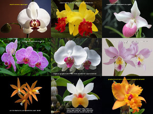 Orchideen und Gedanken