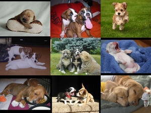 klicke hier, um die Datei herunterzuladen Hundebabysm 1