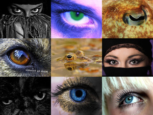 Eyes - faszinierende Aufnahmen von Augen