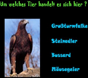 klicke hier, um die Datei herunterzuladen Quiz - Tiere