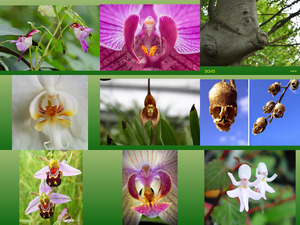 klicke hier, um die Datei herunterzuladen Blumen wie Tiergesichter