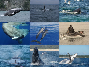 Hervorragende Bilder von Walfischen