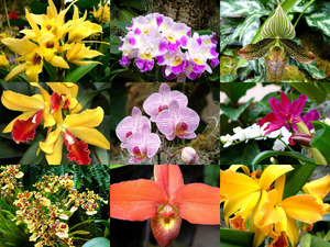klicke hier, um die Datei herunterzuladen Orchideen