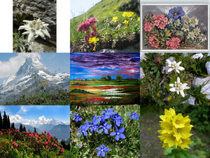 klicke hier, um die Datei herunterzuladen ALPENBLUMEN