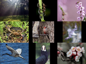 klicke hier, um die Datei herunterzuladen Bilder-Galerie vom 02062013 Natur pur 5