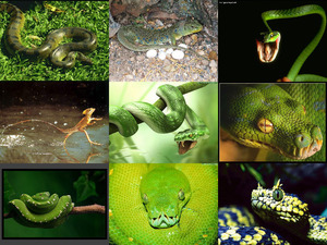 klicke hier, um die Datei herunterzuladen Reptilienschau