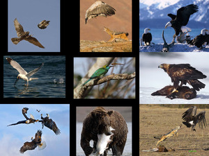klicke hier, um die Datei herunterzuladen Supervivencia animal