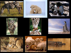 Mutter und Kind in der Tierwelt