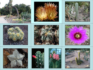 klicke hier, um die Datei herunterzuladen Cactussen