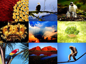 klicke hier, um die Datei herunterzuladen schöne Fotos - Natur und Tiere