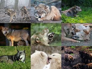 klicke hier, um die Datei herunterzuladen Wolven