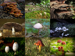 Sensationelle Aufnahmen von Pilzen