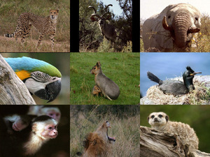 klicke hier, um die Datei herunterzuladen Bilder-Galerie vom 15052013 Tiere 1
