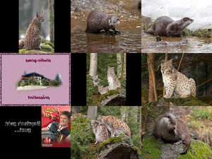 klicke hier, um die Datei herunterzuladen Bilder-Galerie vom 21022013 Bayrischer Wald