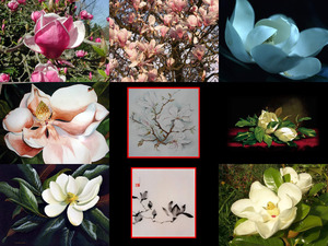 MAGNOLII NXPowerLite 