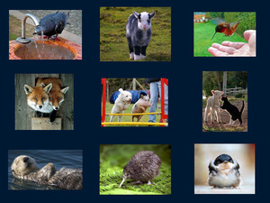 klicke hier, um die Datei herunterzuladen Photos to bring you a smile
