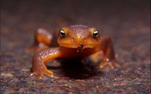 Zauber der Natur - ein weiterer Teil