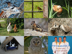 klicke hier, um die Datei herunterzuladen Tierbilder vom