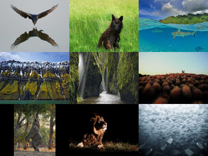 klicke hier, um die Datei herunterzuladen Quand National Geographic