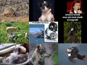 klicke hier, um die Datei herunterzuladen Bilder-Galerie vom 03062013 Tiere 1