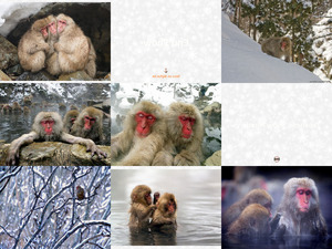 japanese snow monkeys