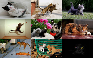 klicke hier, um die Datei herunterzuladen Cute Cats