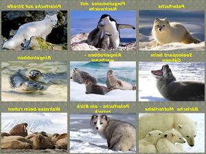 Tiere in der Antarktis