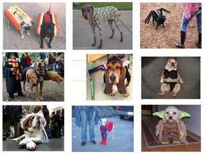 klicke hier, um die Datei herunterzuladen warum Hunde Halloween hassen