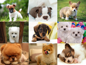 klicke hier, um die Datei herunterzuladen Puppy Power 2