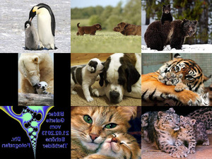 klicke hier, um die Datei herunterzuladen Bilder-Galerie vom 21022013 Schoene Tiere