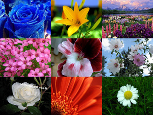 klicke hier, um die Datei herunterzuladen Bloemen 20