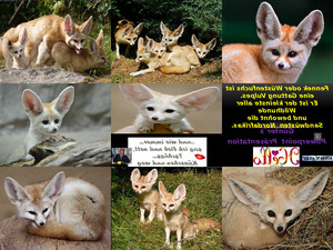 klicke hier, um die Datei herunterzuladen Fennek oder Wüstenfuchs