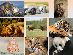 tolle Bilder von Tiermttern mit Nachwuchs