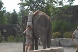 auf den Elefant