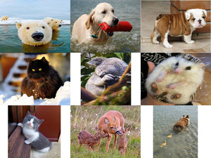 klicke hier, um die Datei herunterzuladen Tierfreunde 22