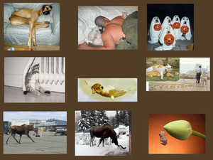 klicke hier, um die Datei herunterzuladen tierfotos