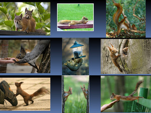 Wonderful squirrels 1 