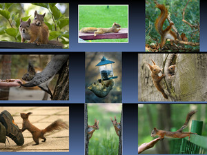 klicke hier, um die Datei herunterzuladen Wonderful squirrels 1