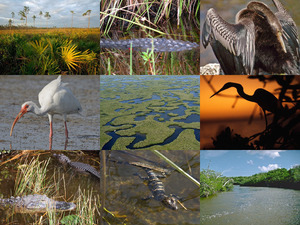 klicke hier, um die Datei herunterzuladen Everglades