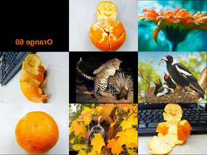 klicke hier, um die Datei herunterzuladen Orange 60